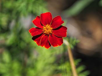 Close-up of red flower