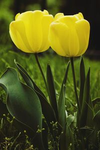 Close-up of yellow flowering plant on field