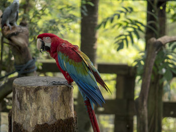 Bird perching on wooden post