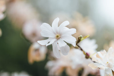 Close-up of white cherry blossom