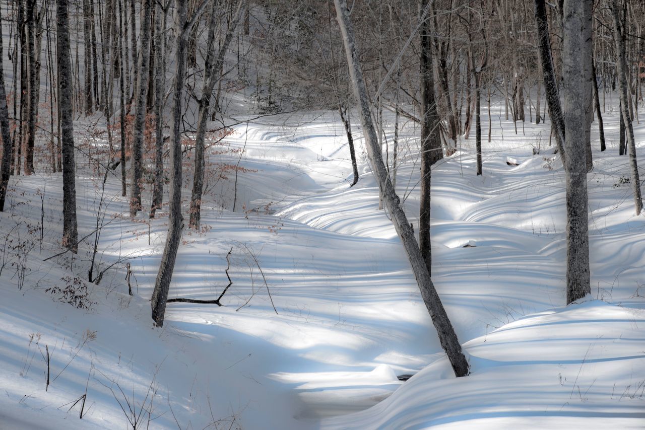 Woods in winter