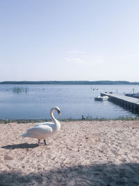 View of swan on beach against sky
