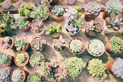 High angle view of potted plants for sale at market