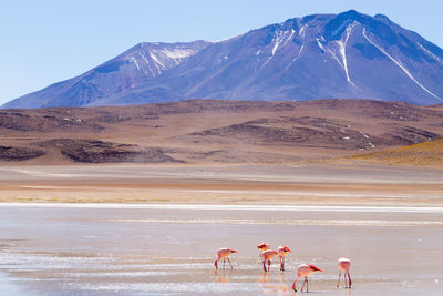 Scenic view of a desert