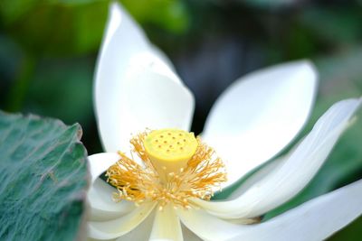 Close-up of white flowering plant