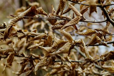 Close-up of dry leaves on branch