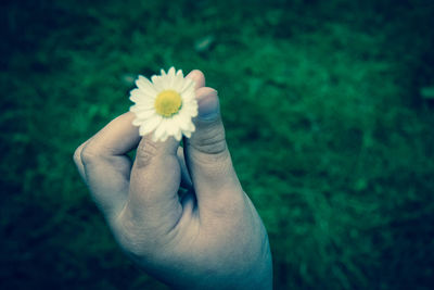 Cropped hand of person holding white flower on field