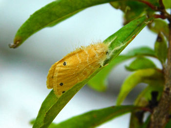 Close-up of insect on plant