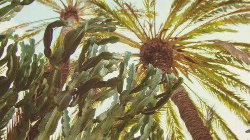 Low angle view of coconut palm tree against sky