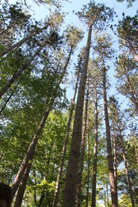 Low angle view of bamboo trees in forest