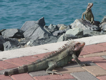 View of lizard on rock by sea