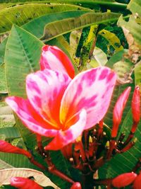 Close-up of pink flower