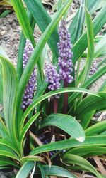 Close-up of plant growing on tree