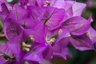 Close-up of purple bougainvillea blooming outdoors