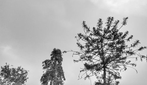 Low angle view of tree against sky