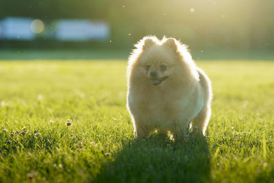 Dog running on grassy field