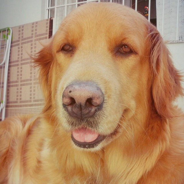 dog, domestic animals, animal themes, pets, one animal, mammal, close-up, animal head, portrait, brown, looking at camera, indoors, snout, animal body part, no people, focus on foreground, animal hair, day, zoology, mouth open