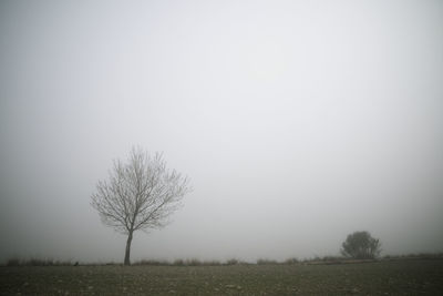 Bare tree on field against clear sky