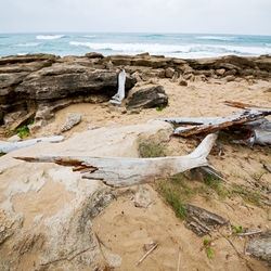 Driftwood on beach against sky