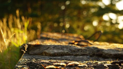 Close-up of sunlight falling on wood