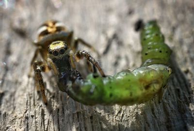 Close-up of spider on wood