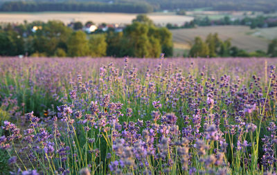 Purple flowering plants on field