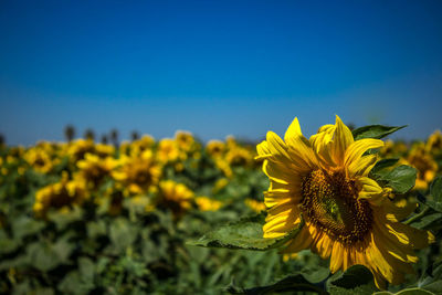 Close-up of sunflower blooming in field