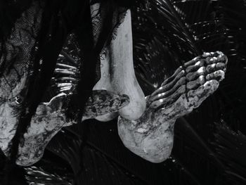 Close-up of large tree