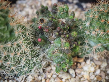 Close-up of cactus growing on field