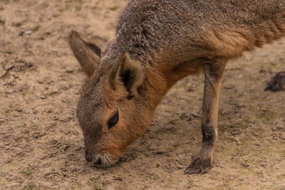 Close-up of a horse on field