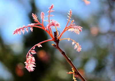 Close-up of butterfly on plant