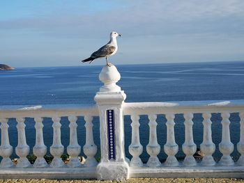 Seagull perching on railing against sea