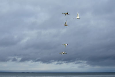 Low angle view of seagulls flying over sea against sky