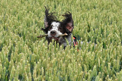 Dog running in field