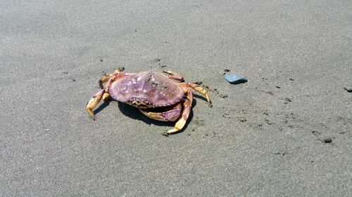 High angle view of crab on sand