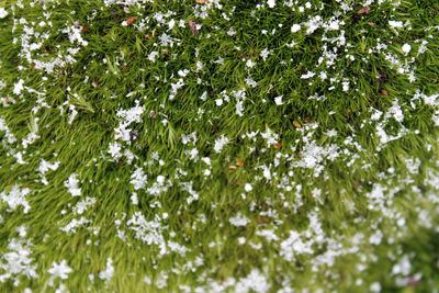 Close-up of white flowers