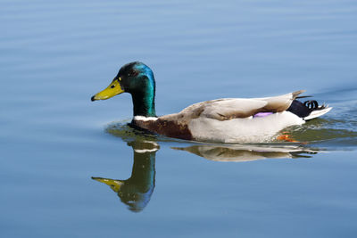 Duck swimming in lake