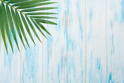 Close-up of palm leaves against blue sky