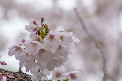 Close-up of pink cherry blossoms