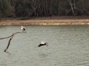 Bird flying over lake