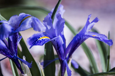 Close-up of purple flowers blooming against blue sky