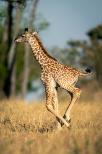 High angle view of deer standing on grassy field