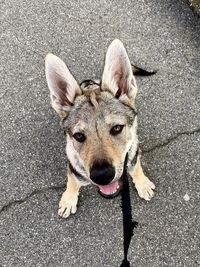 High angle portrait of dog on road in city