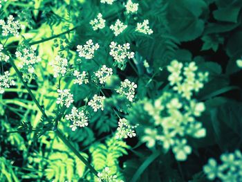 Close-up of plant