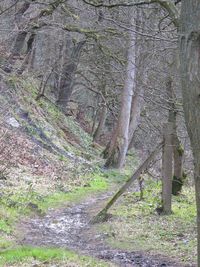 Trees in park