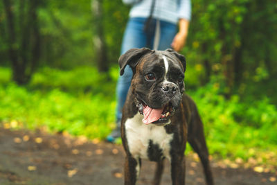 Boxer dog for a walk with the owner.