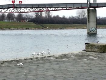 Birds on bridge over river against sky