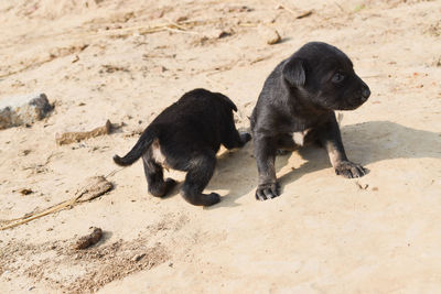 High angle view of black puppy on sand