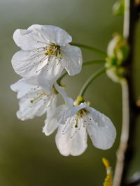 Close-up of insect on white flower