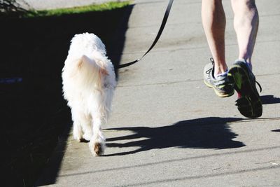 Low section of man with dog walking on street